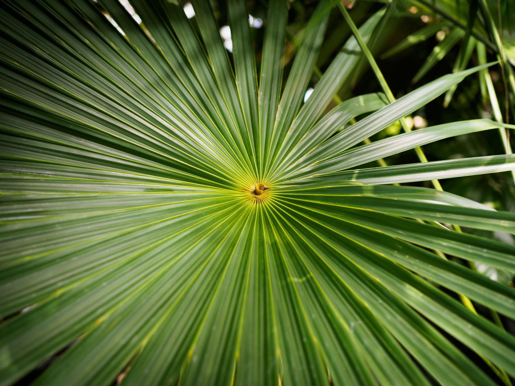 Fan Palm
